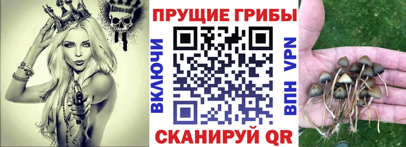 где можно купить   Волгодонск  дарк нет как зайти  Галлюциногенные грибы Psilocybe 